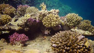 生活珊瑚礁静态<strong>视频</strong>珊瑚礁红色的海阿布配音美丽的水下景观热带鱼珊瑚埃及